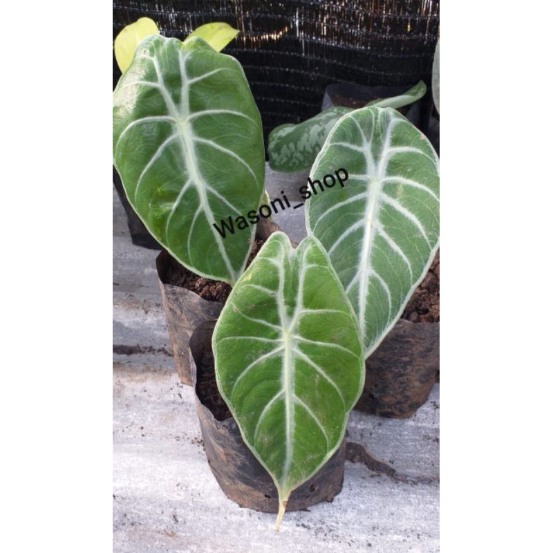 (BISA COD)TANAMAN HIAS KELADI TELINGA KELINCI