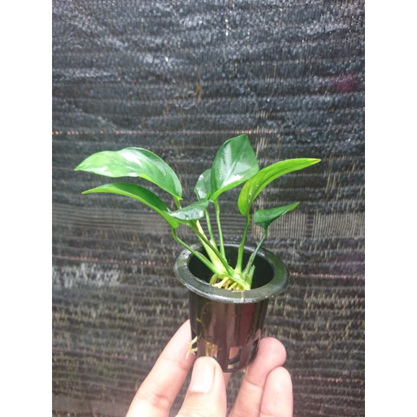 Anubias nana var nana