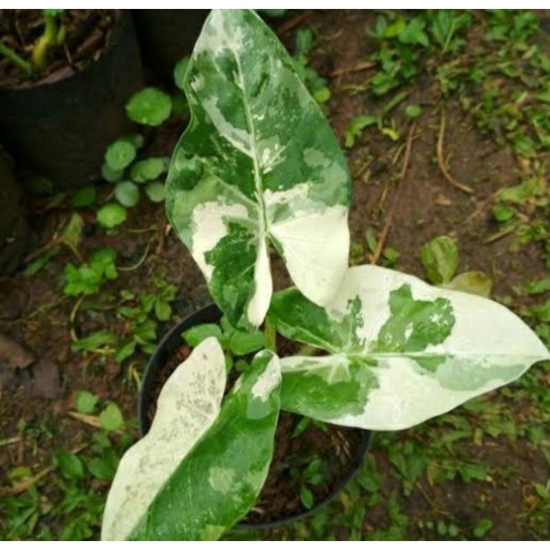 Keladi Variegata
