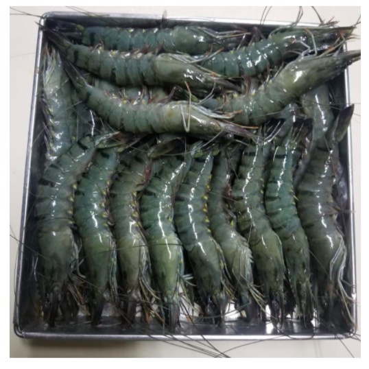 

udang tiger harga 500gram udang seafood fresh
