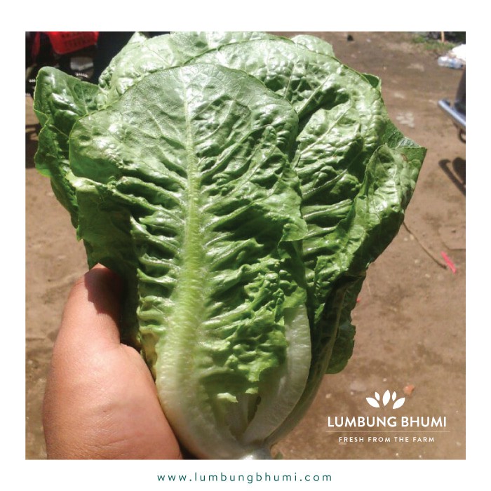 

TERMURAH ROMAINE BESAR ( SAYUR - SAYURAN CURAH ) !!!!!