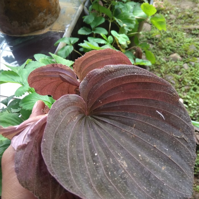 tanaman hias terbaru,keladi hias,tanaman hias keladi jawer cinta ungu cep