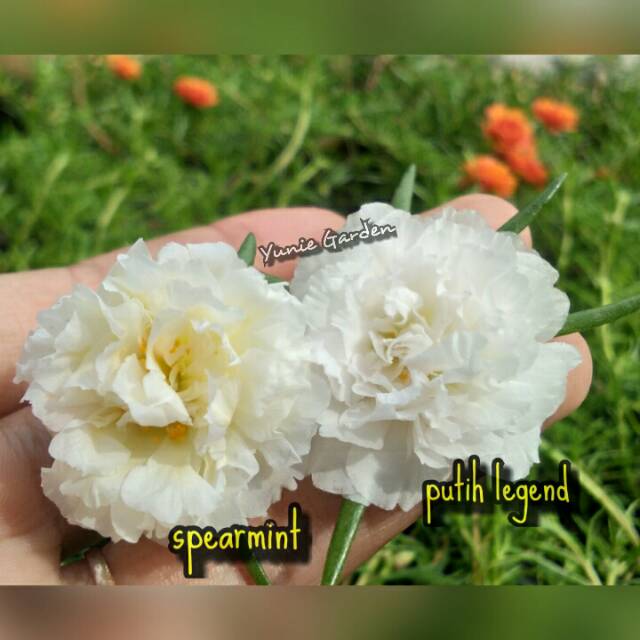 KROKOT IMPORT SPEARMINT