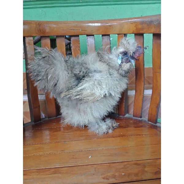 AYAM AMERICAN SILKIE / SILKY