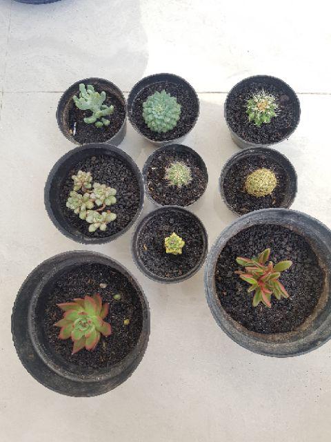 Sukulen Dan Kaktus | Echinocactus Grusonii (golden Barrel)