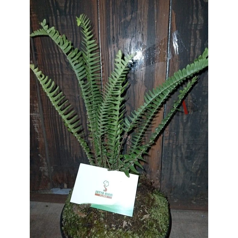 tanaman hias pakis sisir