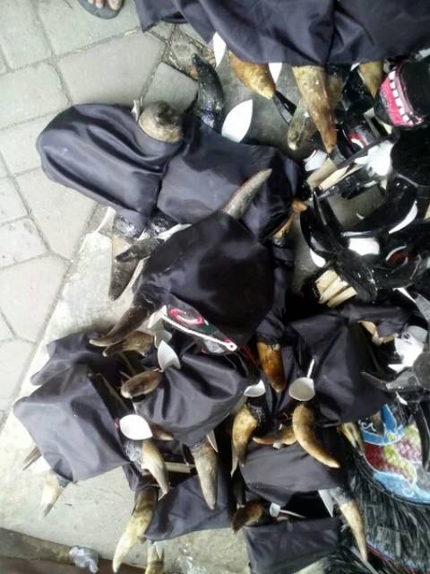 Bantengan jumbo tanduk asli.