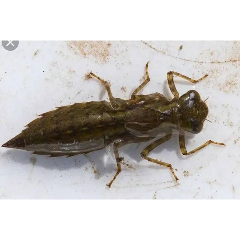 Larva Capung/ Otet-otet/ Anak Kinjeng per paket isi 50 ekor