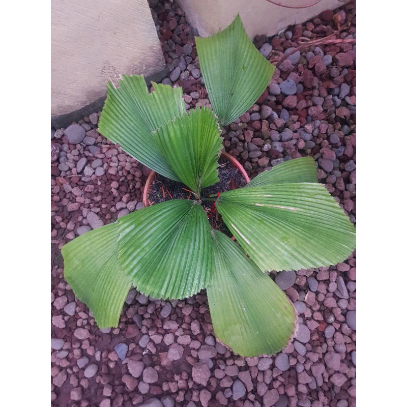 palem licuala orbicularis