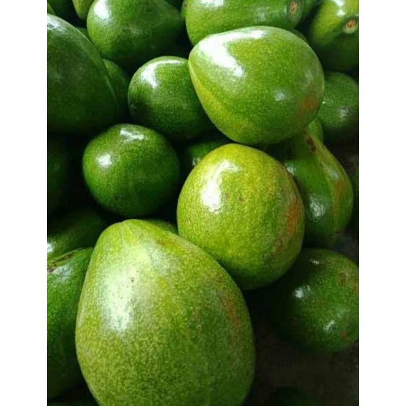 

Alpukat mentega 1kg