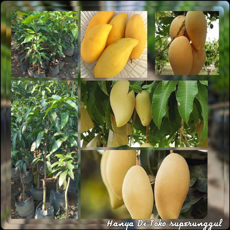 Bibit Tanaman Mangga Ukuran Satu Meter Gratis Pupuk Dan Panduan Perawatan