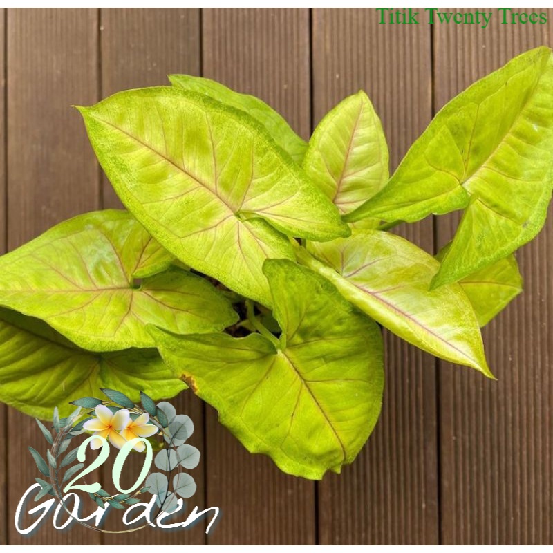 tanaman syngonium golden allusion / Tanaman hias hidup / tanaman hias / tanaman gantung / tanaman hias gantung / tanaman hias murah / tanaman hias hidup murah / pohon hias