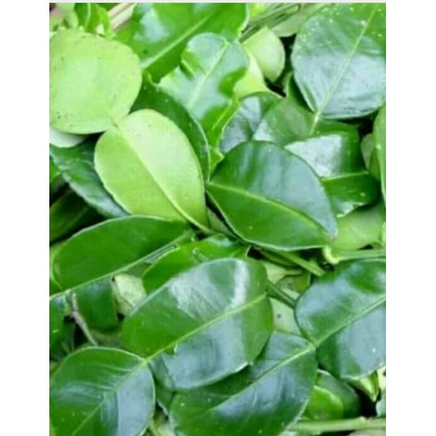 

DAUN JERUK PURUT FRESH 40LEMBAR BUMBU MASAK