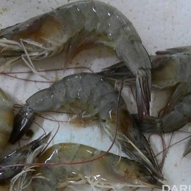 

Udang Laut Udang Air Tawar