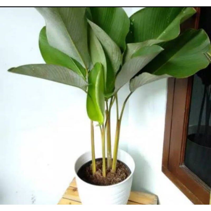 tanaman hias calathea pisang. tanaman pisang calathea