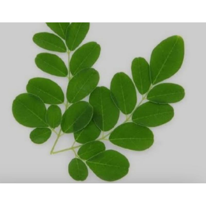 

1 daun kelor min 500 pcs