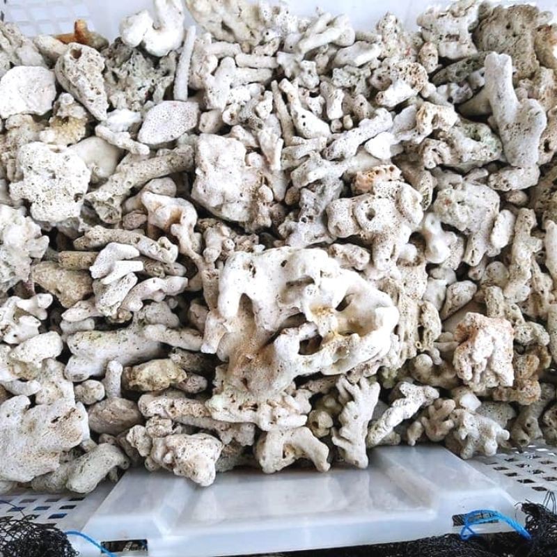 

karang jahe paket full murah 5kg