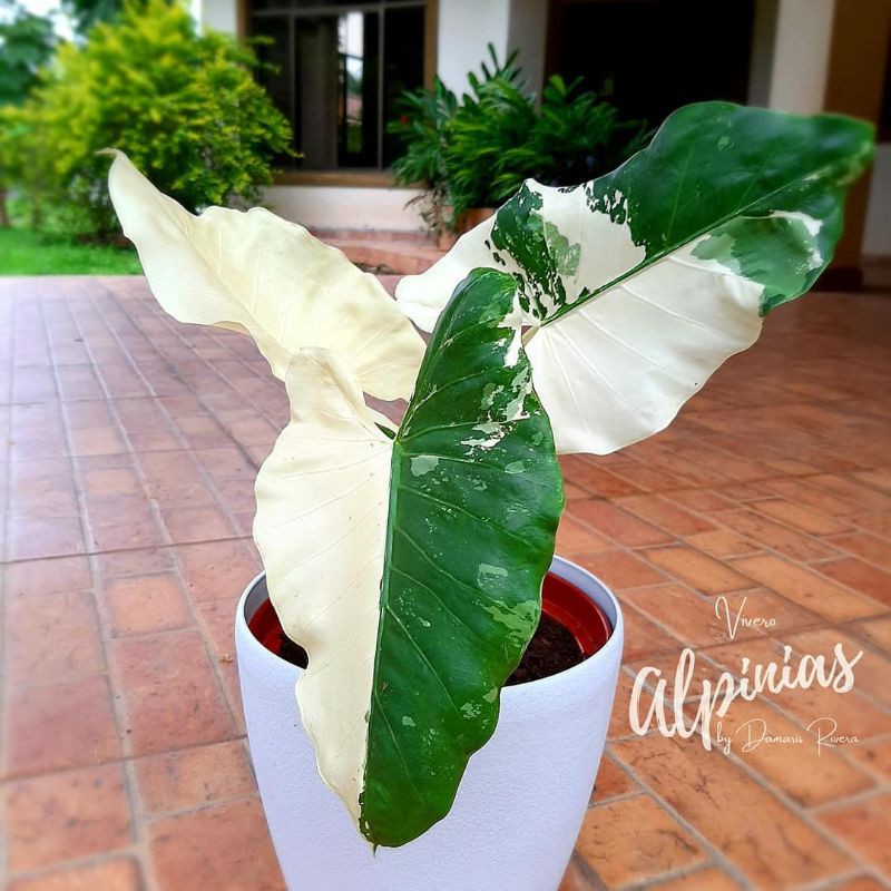 NEW PRODUCK Tanaman hias keladi alocasia variegata lompong variegata