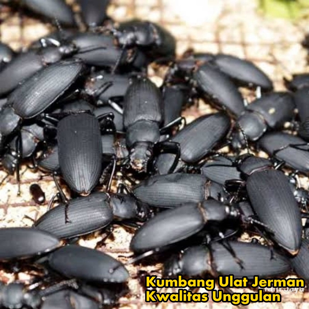 Kumbang Kepik Ulat Jerman Hidup Kualitas Unggul Siap Jadi Indukan Berkualitas