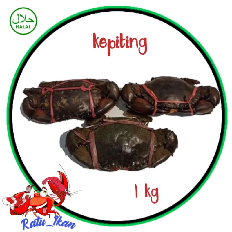 

kepiting [ 1kg] ratu_ikan