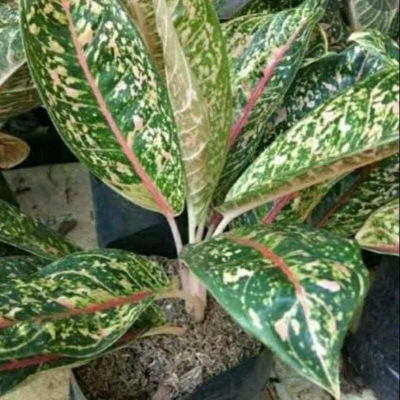 aglonema widuri lokal