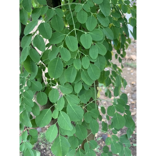 

Daun kelor segar