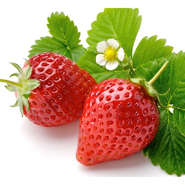 Benih Bibit Biji - Red Strawberry Kelly Bright Stroberi Merah Kalibret Seeds - IMPORT