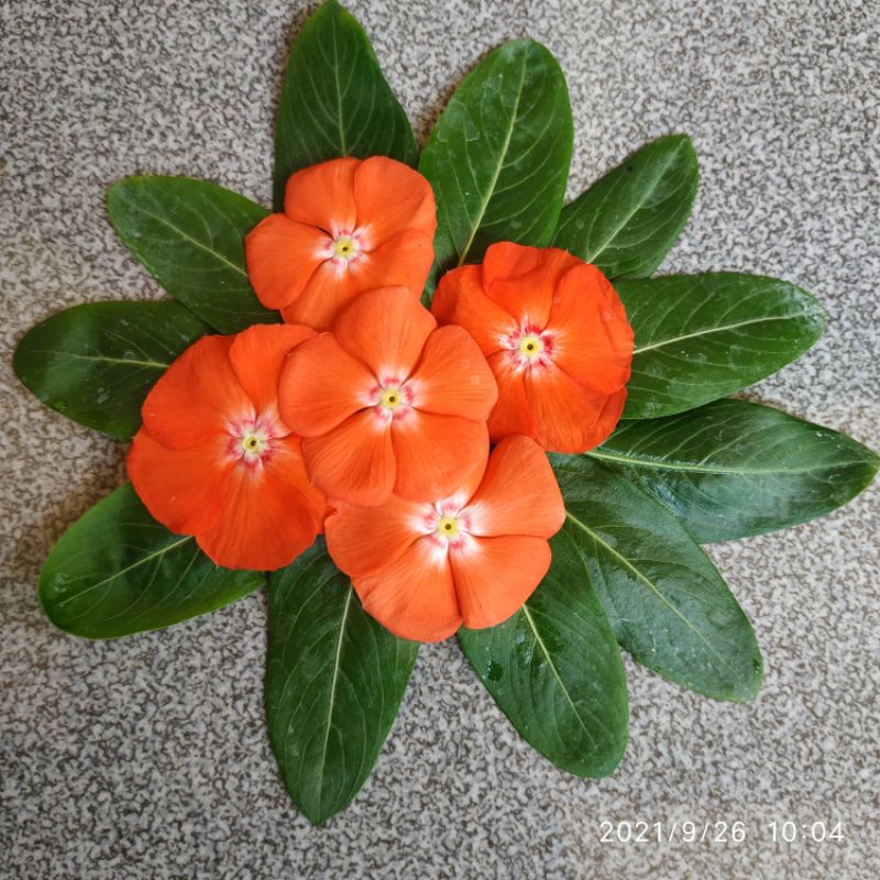 10 Biji - Benih Bunga Vinca MANDARIN ORANGE