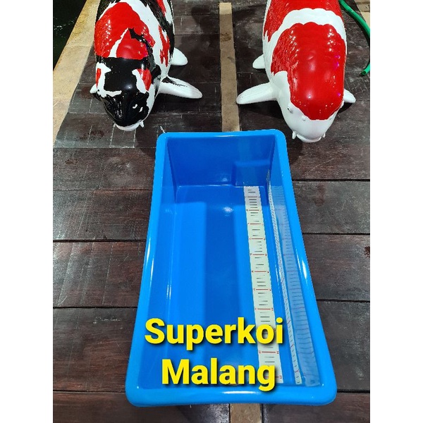 Bak Ukur Koi 55cm Ikan 55 Cm