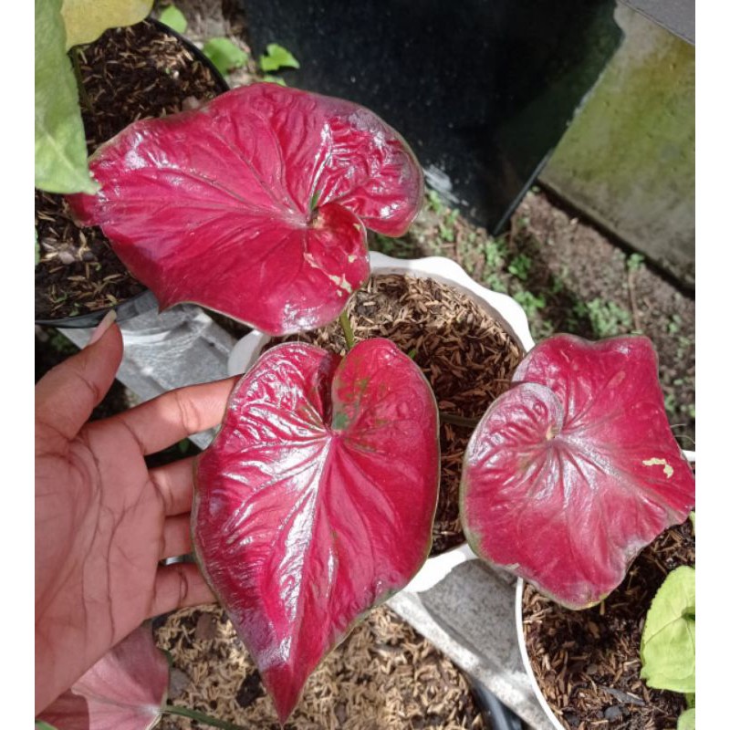 Stardus Keladi Minyak Shopee Indonesia