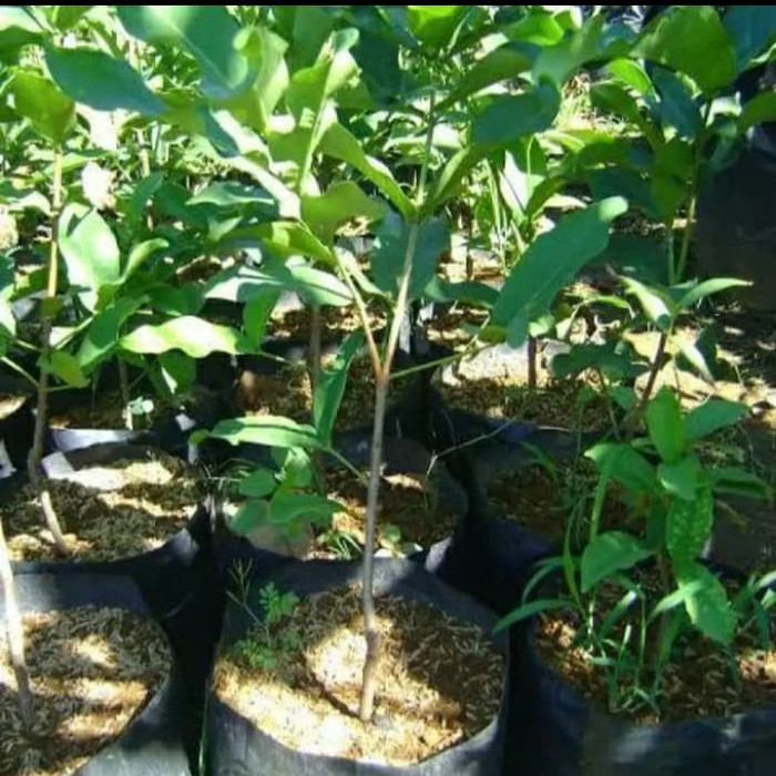 Bibit Pohon Jambu madu merah / pohon jambu madu merah