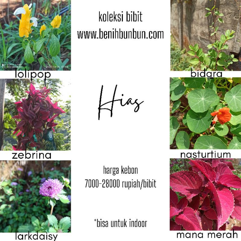 bibit tanaman hias harga kebon
