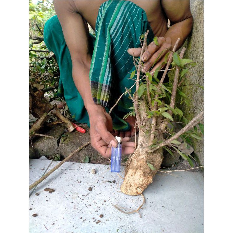 bahan bonsai mentaos medium 10k