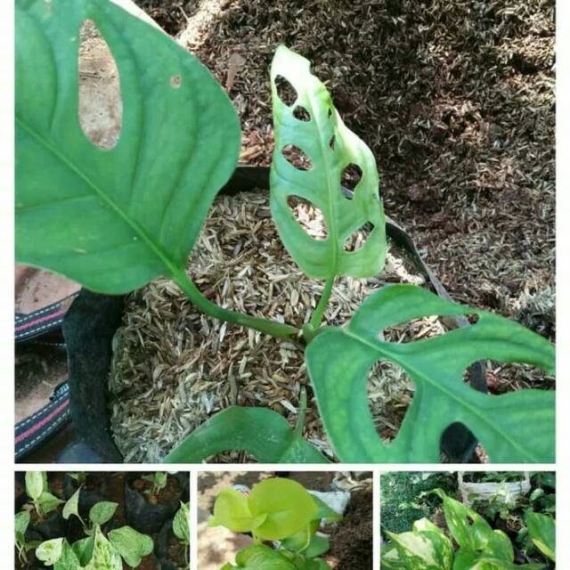 Paket tanaman hias gantung/ bibit tanaman hias gantung/paket hemat/epipremnum