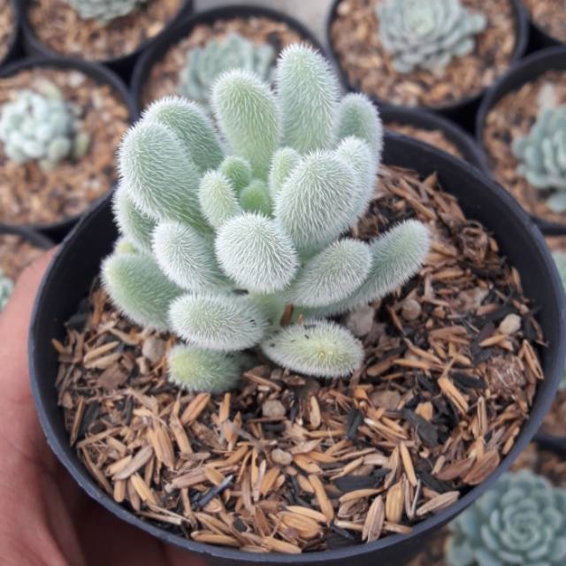 Sukulen // Sedum Hintonii