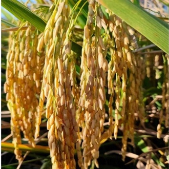 Benih Bibit Padi MR 297 Berkualitas