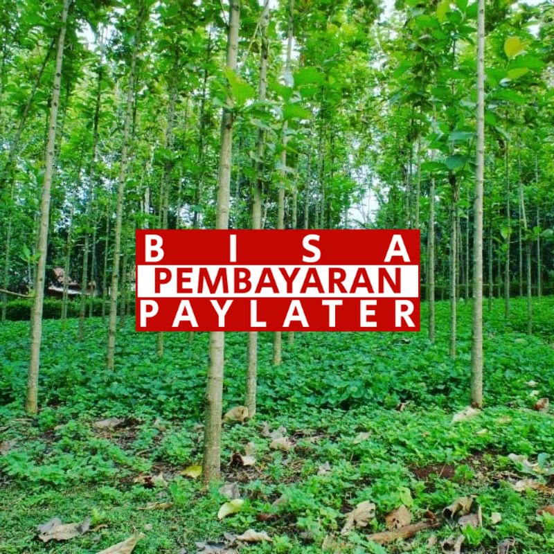 Tanaman pohon jati super