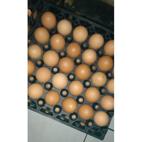 

TELUR AYAM FRESH