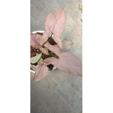 syngonium pink robusta