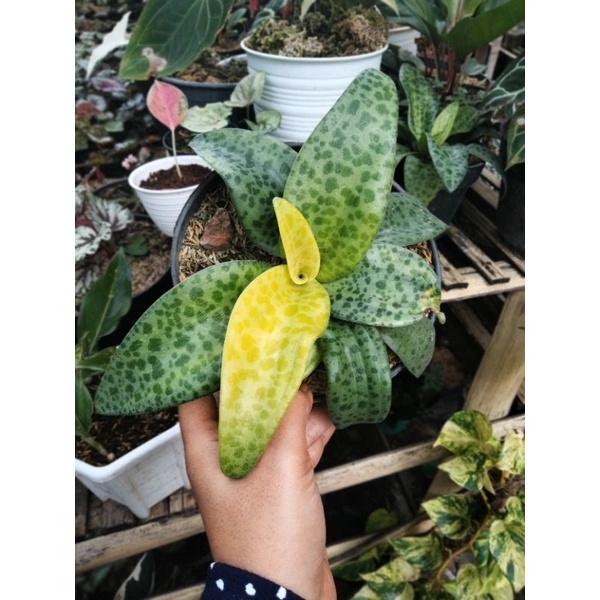 lidah katak varigata