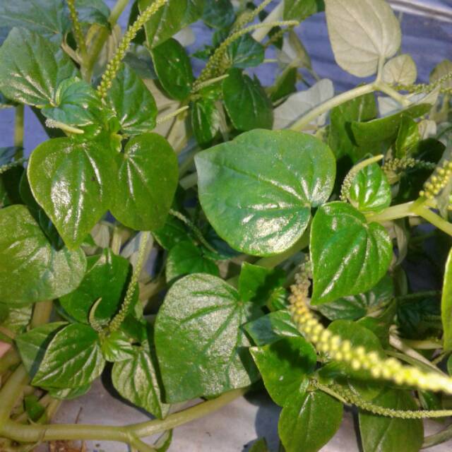 

Ketumpang Air / Sirih Cina / Suruhan Segar