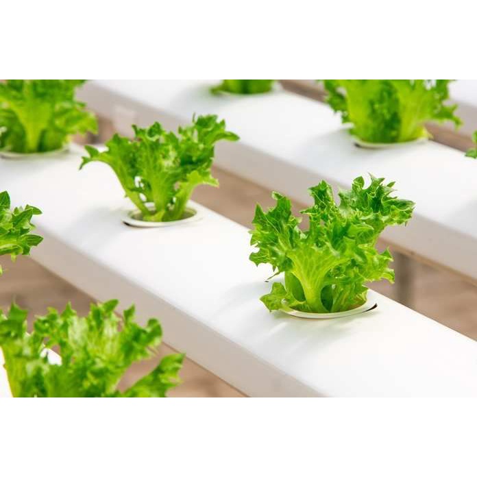 BENIH BIJI BIBIT UNGGUL SAYURAN SELADA HIJAU KERITING REPACK GRAND RAPIDS CAP PANAH MERAH Murah Bibit Tanaman untuk Urban Farming Hidroponik dan Tanah Pekarangan Rumah dan Taman-5