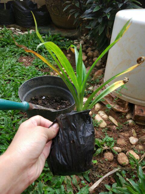 Tanaman Pandan Wangi Ukuran Sedang
