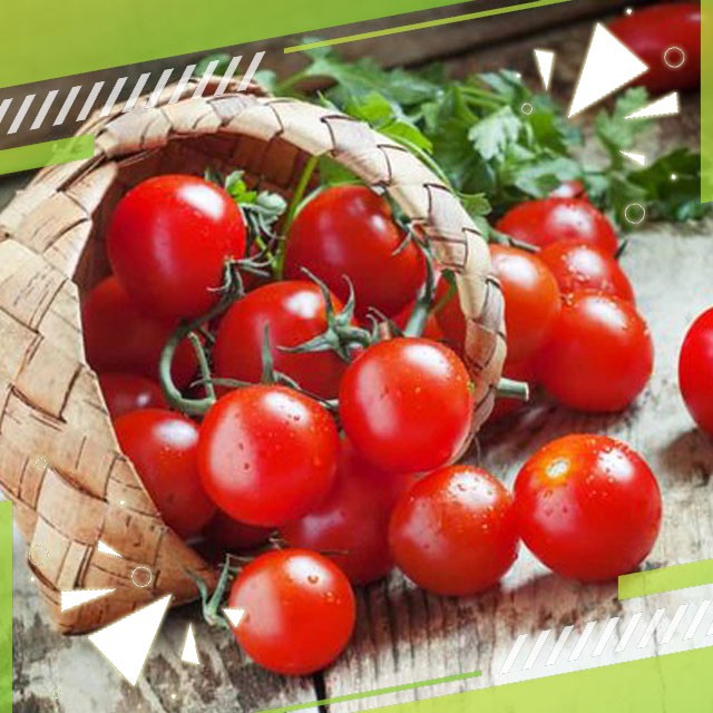 Gudange Benih Tomat Cherry Mini