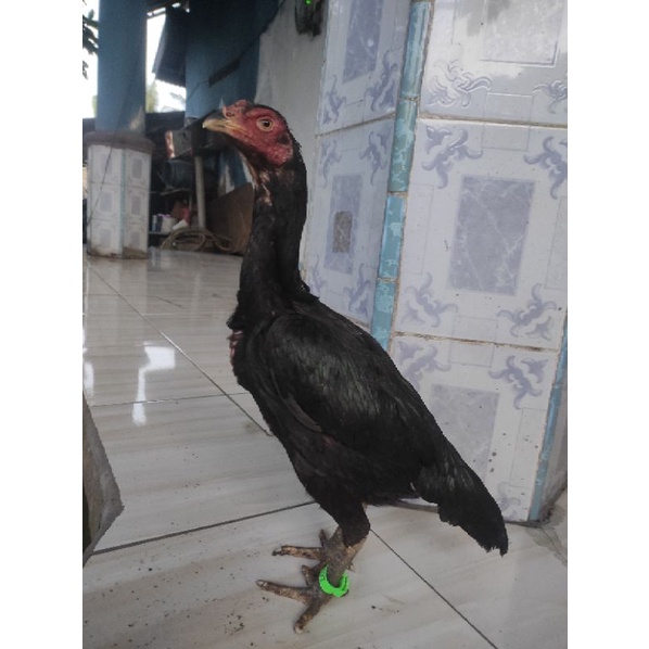 Ayam betina atau indukan Birma telur hijau
