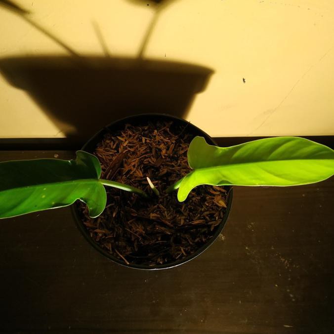 Tanaman Hias Philodendron Ecuadorian Dyse_L28