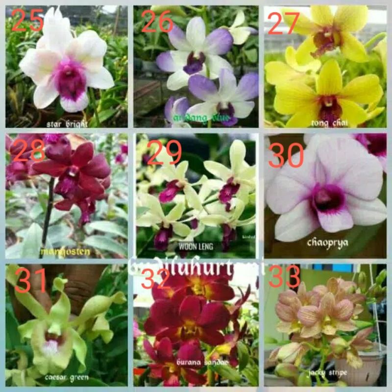 Anggrek dendro sedling - Seedling anggrek dendrobium bulat