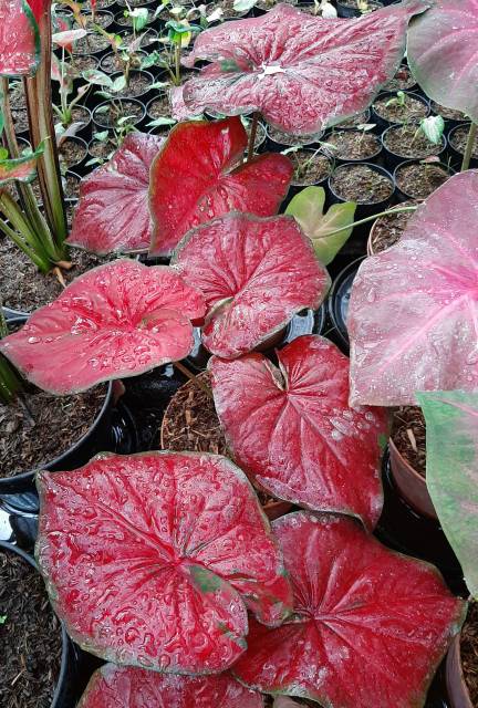 Tanaman Hias Caladium Red Stardust Keladi Red Stardust Shopee Indonesia