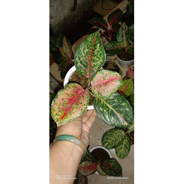 sweet dream aglaonema