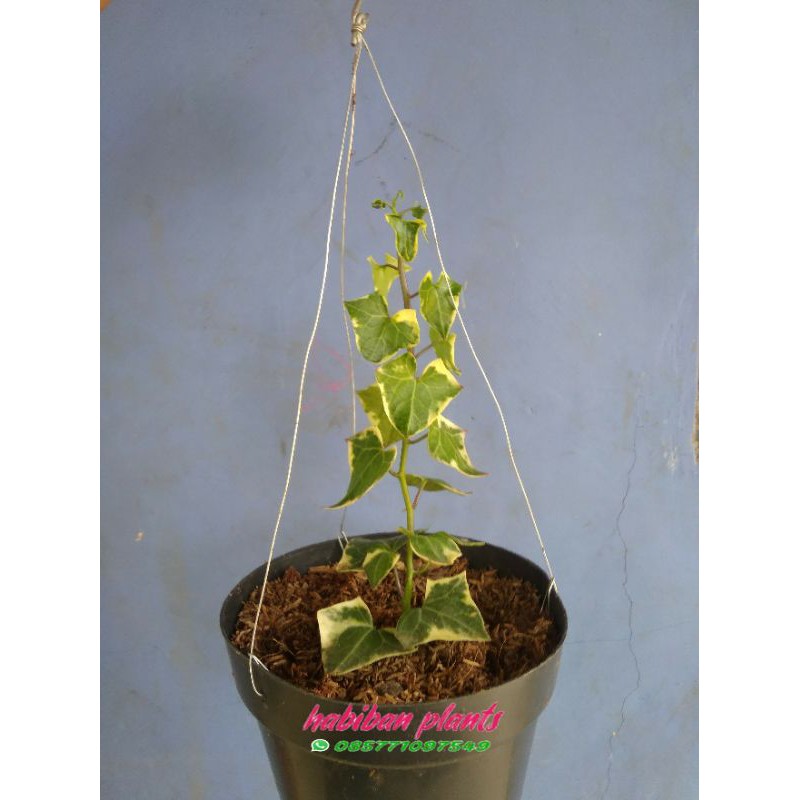 English evy hedera helix tanaman gantung